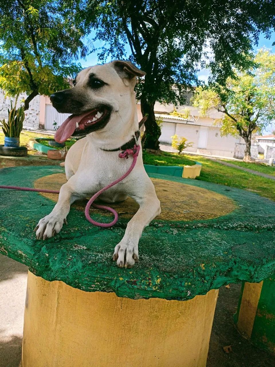 Cachorro  - Foto 2