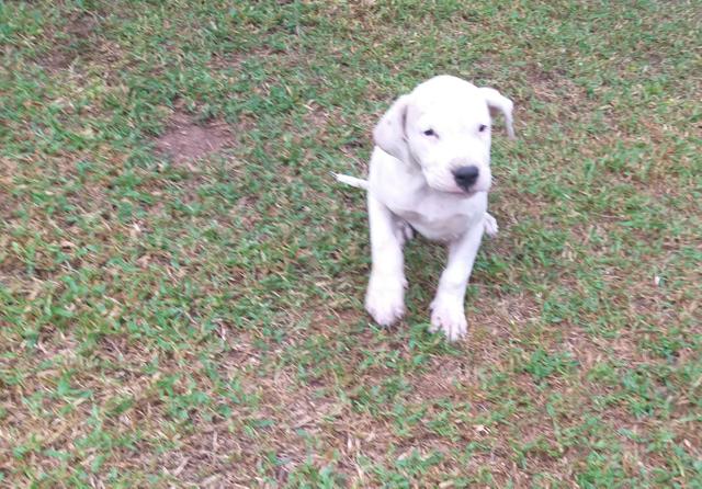 Filhote dogo argentino - Foto 4
