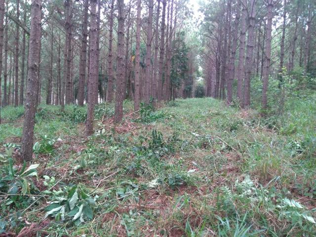 Vendo terreno pinus com 11 ano
