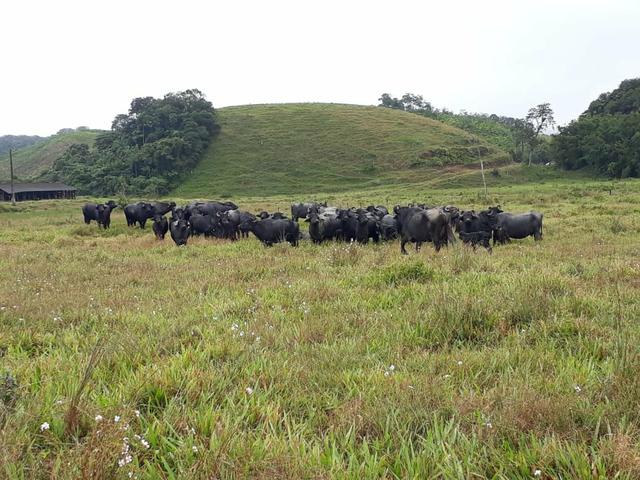 Fazenda completa - Foto 3