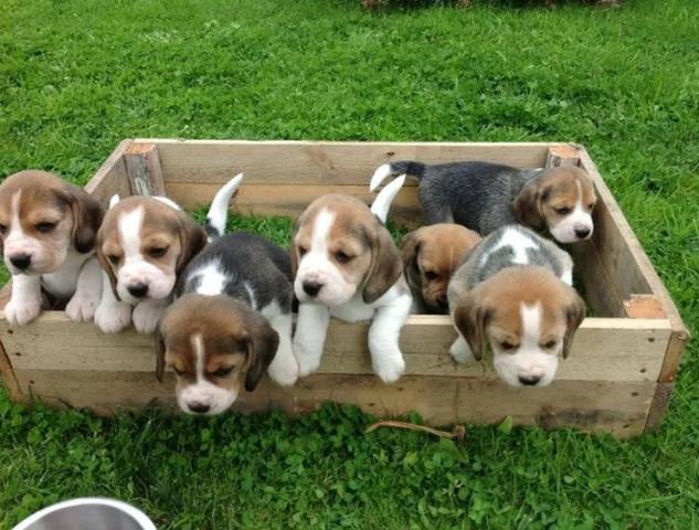 Beagle mini, a pronta entrega / * ou (11) 3862-3206 - Foto 3