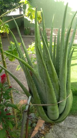 Babosa - aloe vera - Foto 2