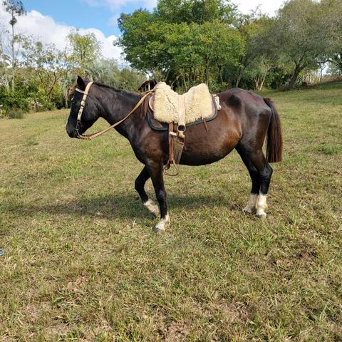 Cavalo
