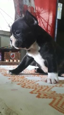 Vendo Bulldog francês com pedigree
