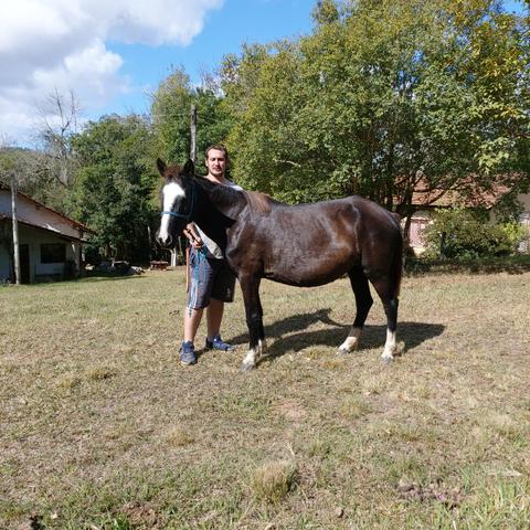Cavalo - Foto 4