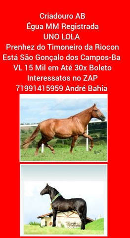 Potros, Cavalos e Éguas MM Registrados 