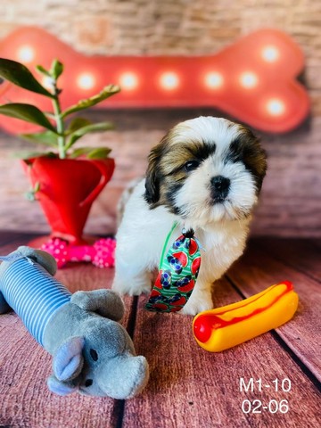 shih tzu mini toy olx