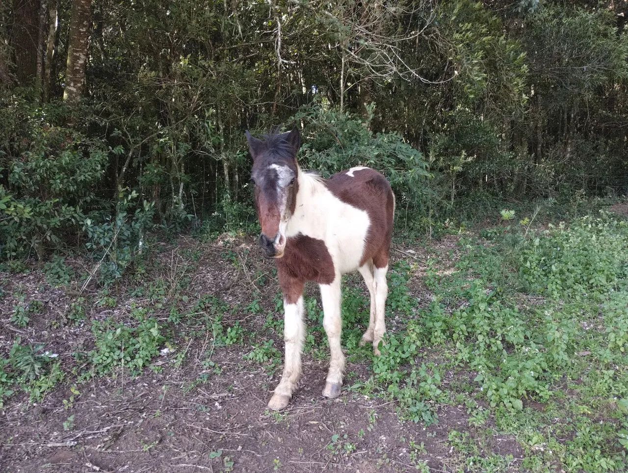 Vendo ou. Troco os dois por outro 