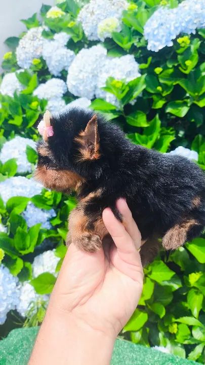 Yorkshire fêmeas lindas - criação responsável  - Foto 4