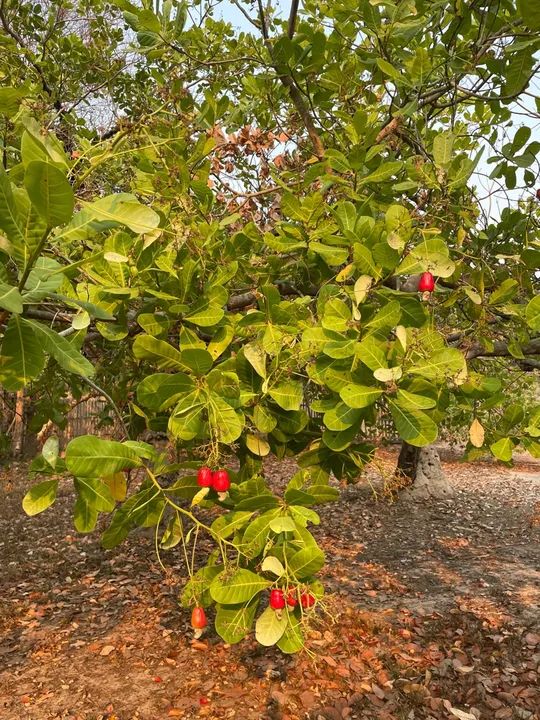 Terreno com Igarapé Av. Everaldo Martins KM 8 - Foto 10