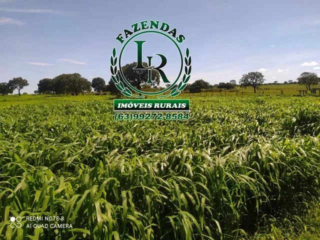 Fazenda 83.5 Alqueires Vale do Araguaia