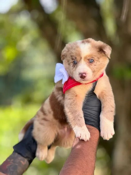 Border Collie lindos machos disponível