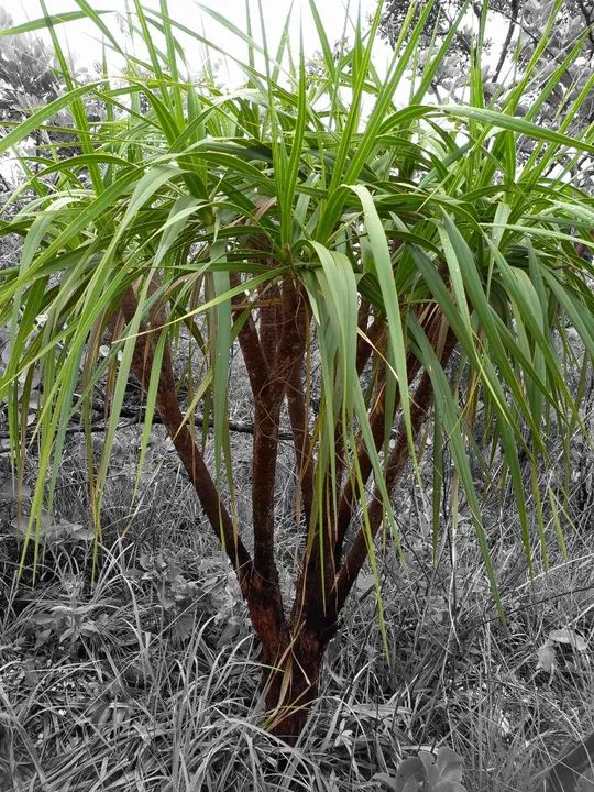 Canela-de-ema ,vellozia squamata planta adulta pra seu jardim sustentavel