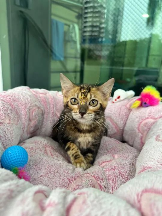 Bengal Marble 