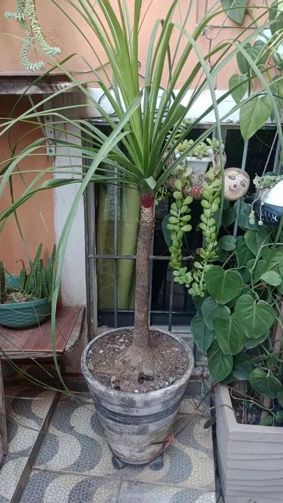 Planta para de elefante 