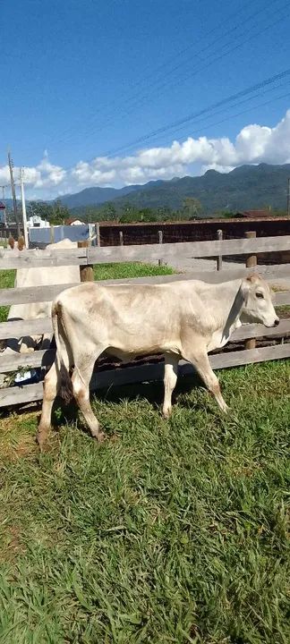 Novilhas aneloradas - Foto 2