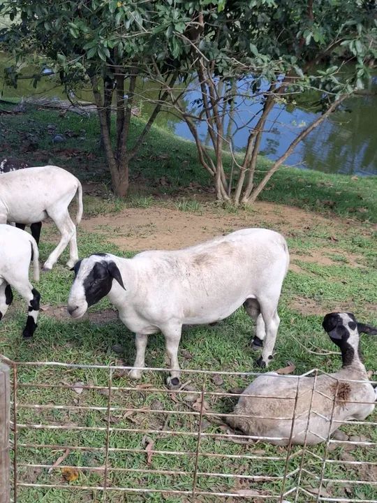 Ovelhas A venda - Foto 3