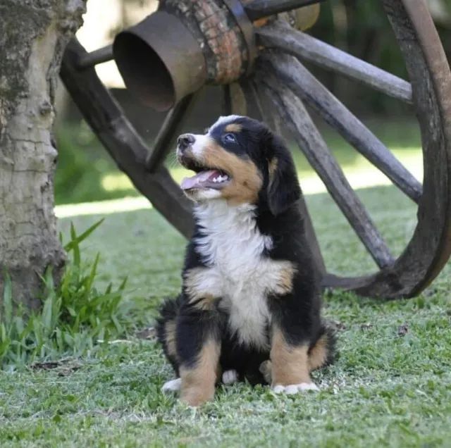Ninhada Bernese Mountain lindo bebezinho, venha buscar seu nenem - Foto 4