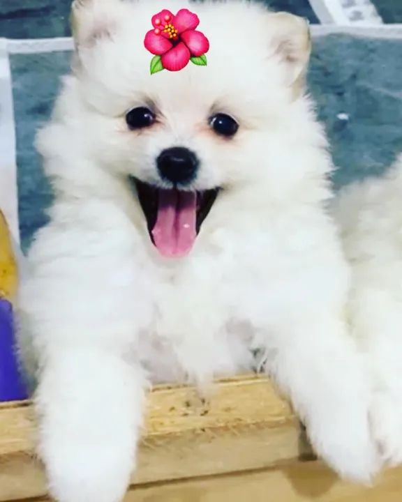 Filhotes de Lulu da pomerania  spitz alemão anao e pequeno - Foto 2