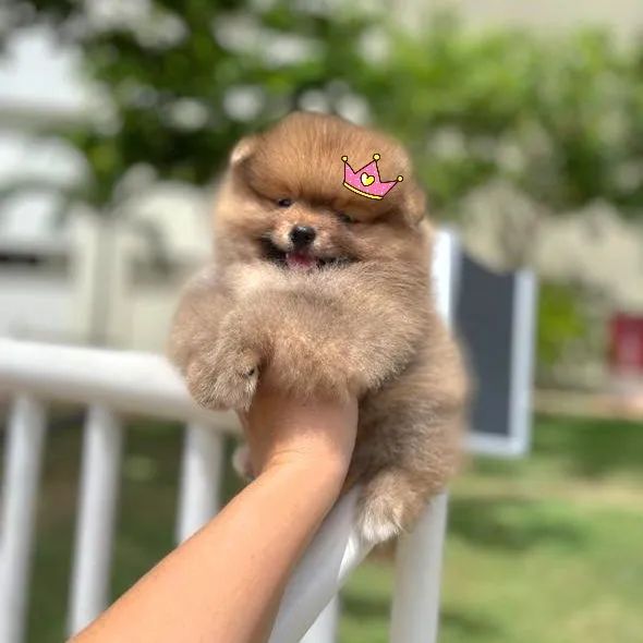 Filhotes de Lulu da Pomerânia Legítimos  - Foto 4