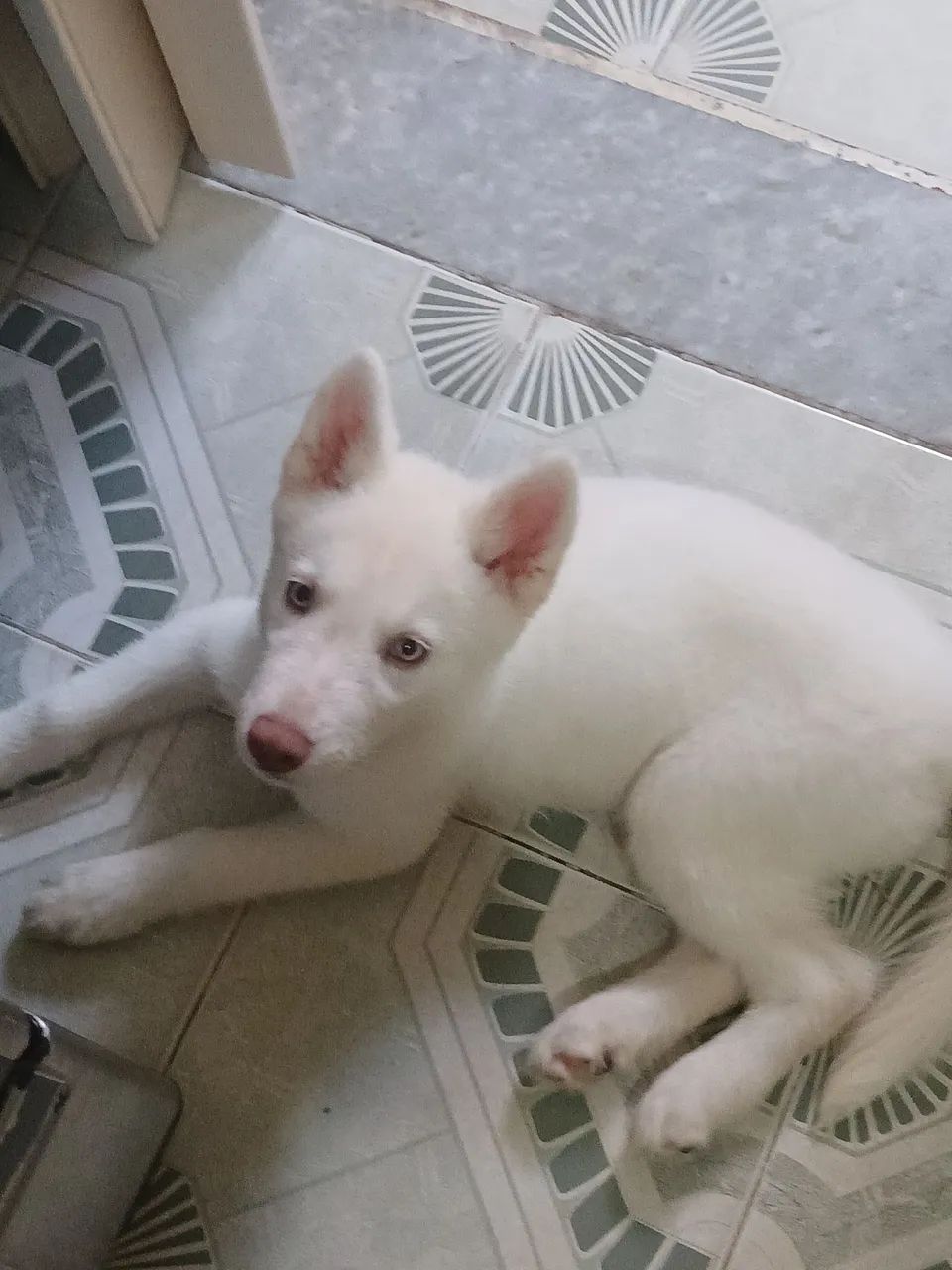 Filhote Husky Siberiano - Foto 2