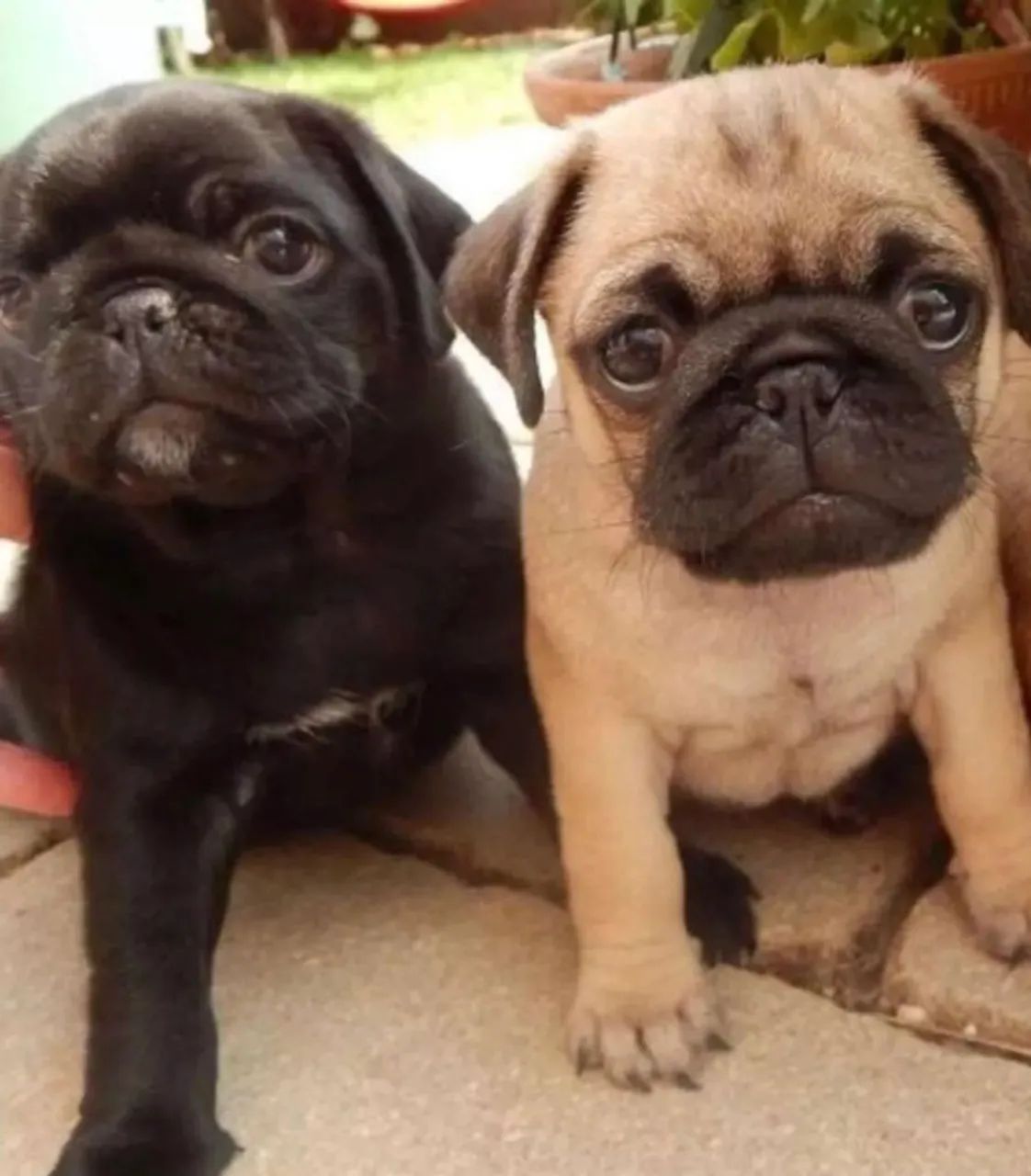 Pug preto/abricot, 7 clinicas e oferecemos suporte veterinário exclusivo em todo Brasil!