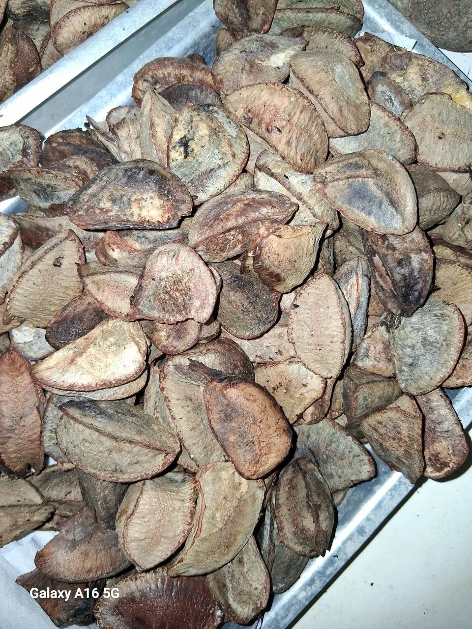 Castanhas graúdas e novas. 