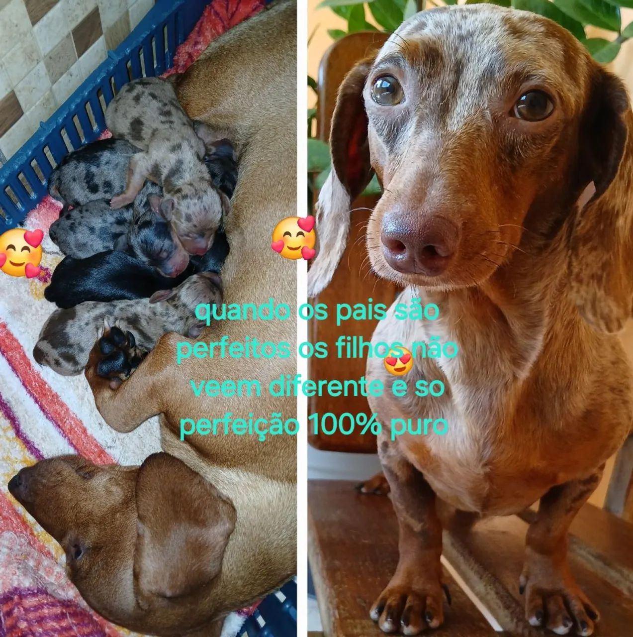 Belíssimos filhotes de dachshund disponíveis para reserva 