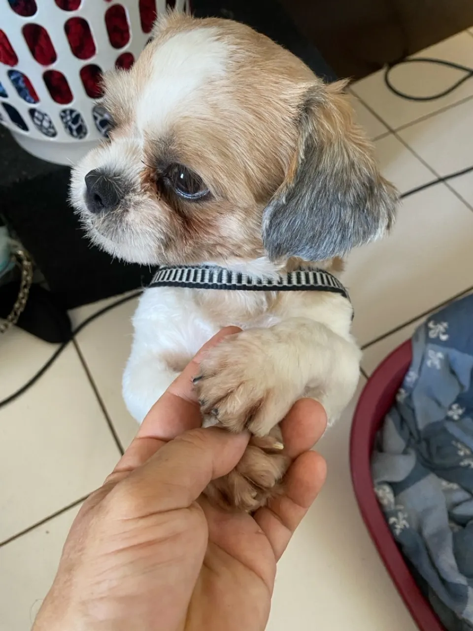 Shih Tzu Macho