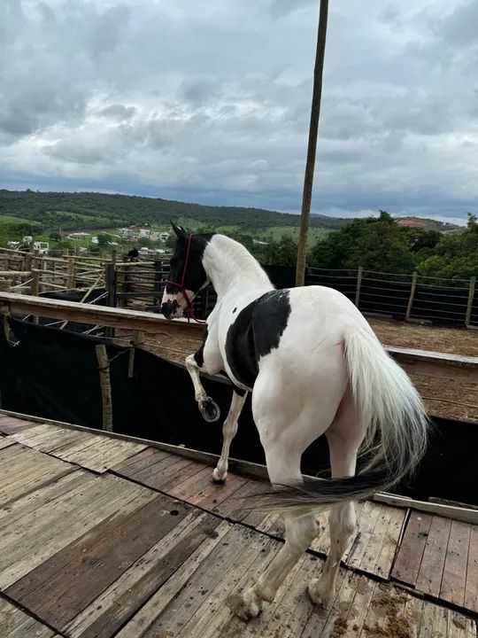 Cavalo mangalarga marchador-lindo dócil  - Foto 3