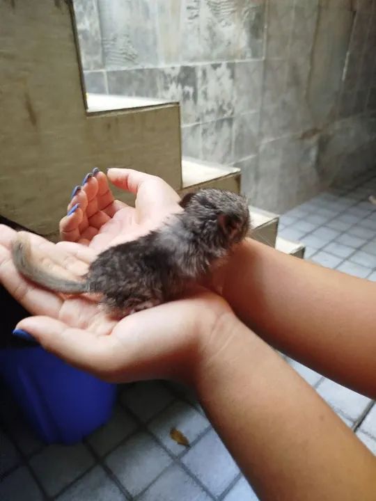 Chinchila bebê 
