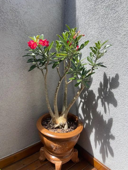 Rosa do Deserto 7 anos - para os que amam plantas - Foto 5