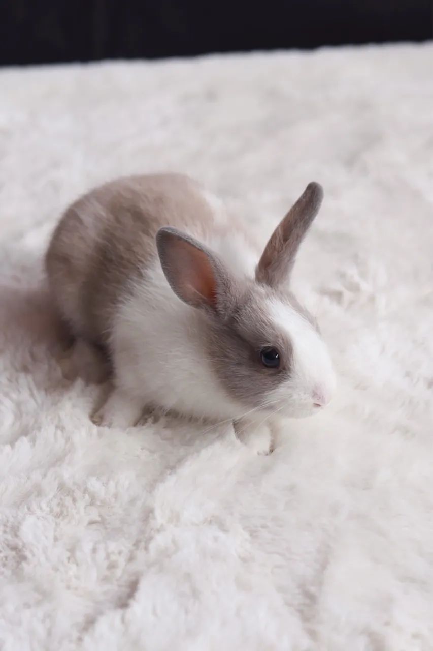 Filhotes de Coelho ? DOAÇÃO RESPONSÁVEL - Foto 3