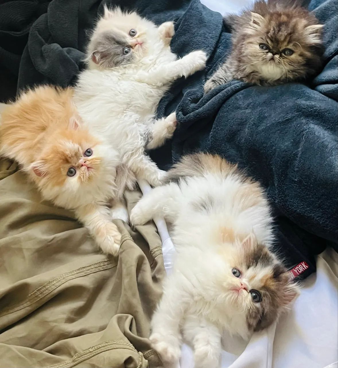 Filhotes de gato persa com predigree  - Foto 3