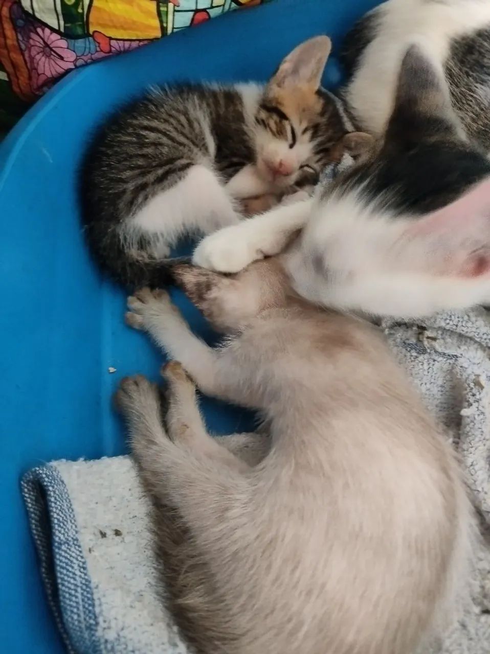 Filhotes de gatos para adoção