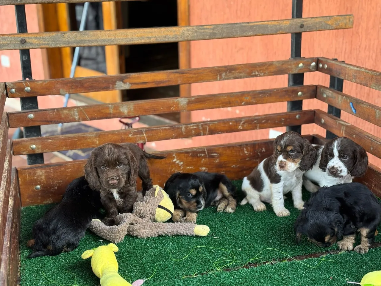 Filhotes de Cocker Spaniel Inglês(Preço imperdível)