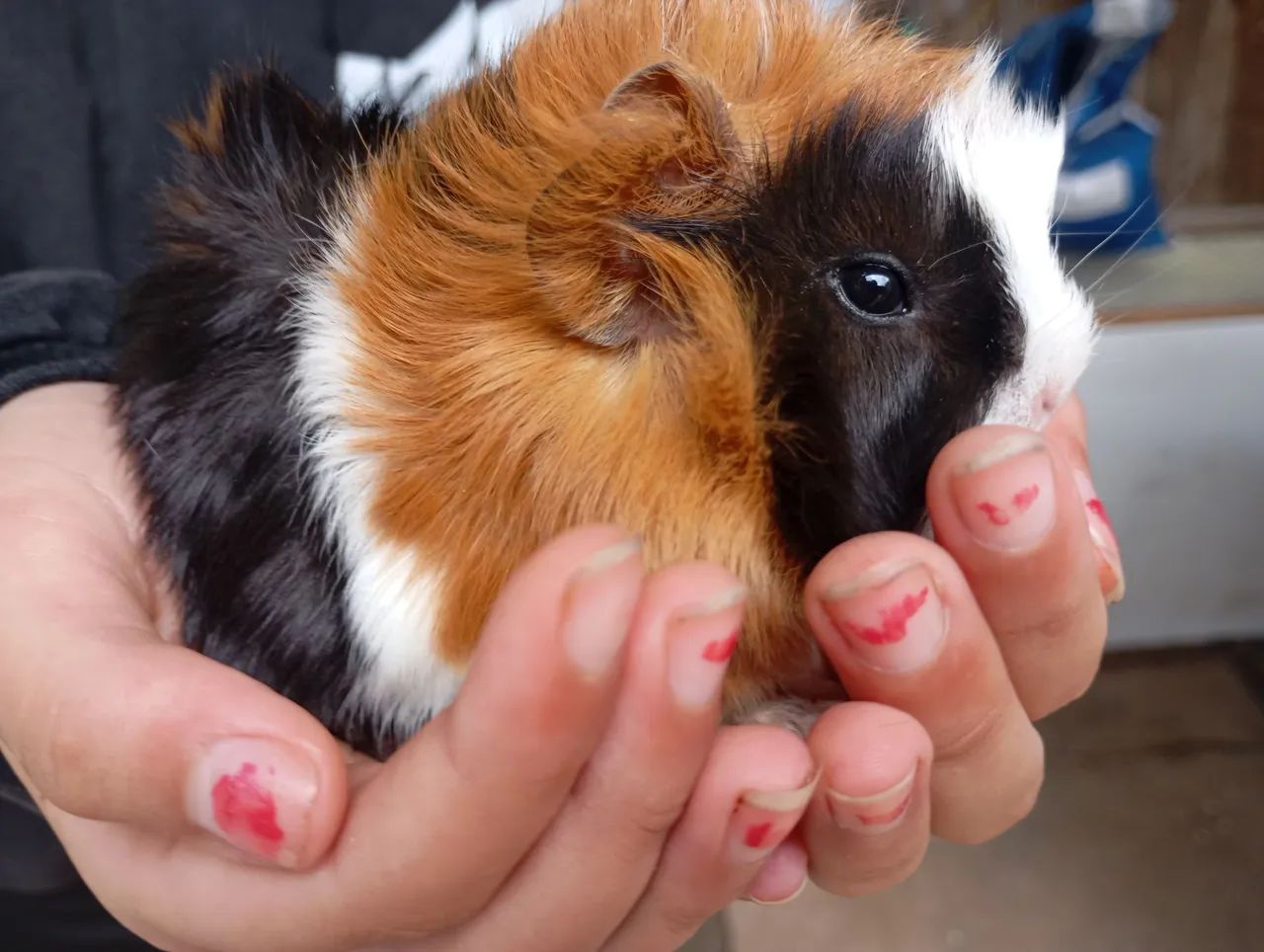 Porquinho da Índia - Macho