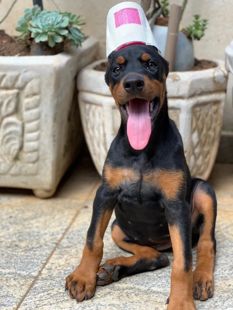 Filhotes de DOBERMAN  - Foto 3