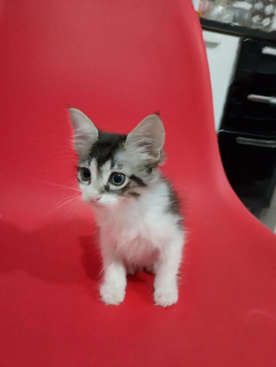 Doação de gatinho macho - Foto 2