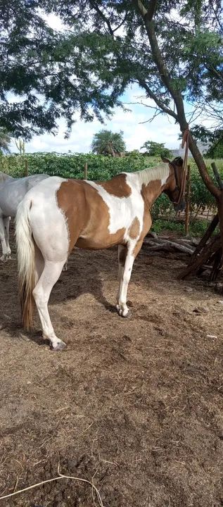 ÉGUA À VENDA  - Foto 6