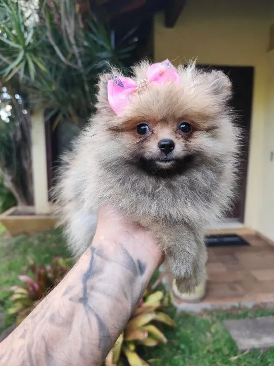 Lulu da Pomerânia filhotes fêmea e macho  - Foto 5