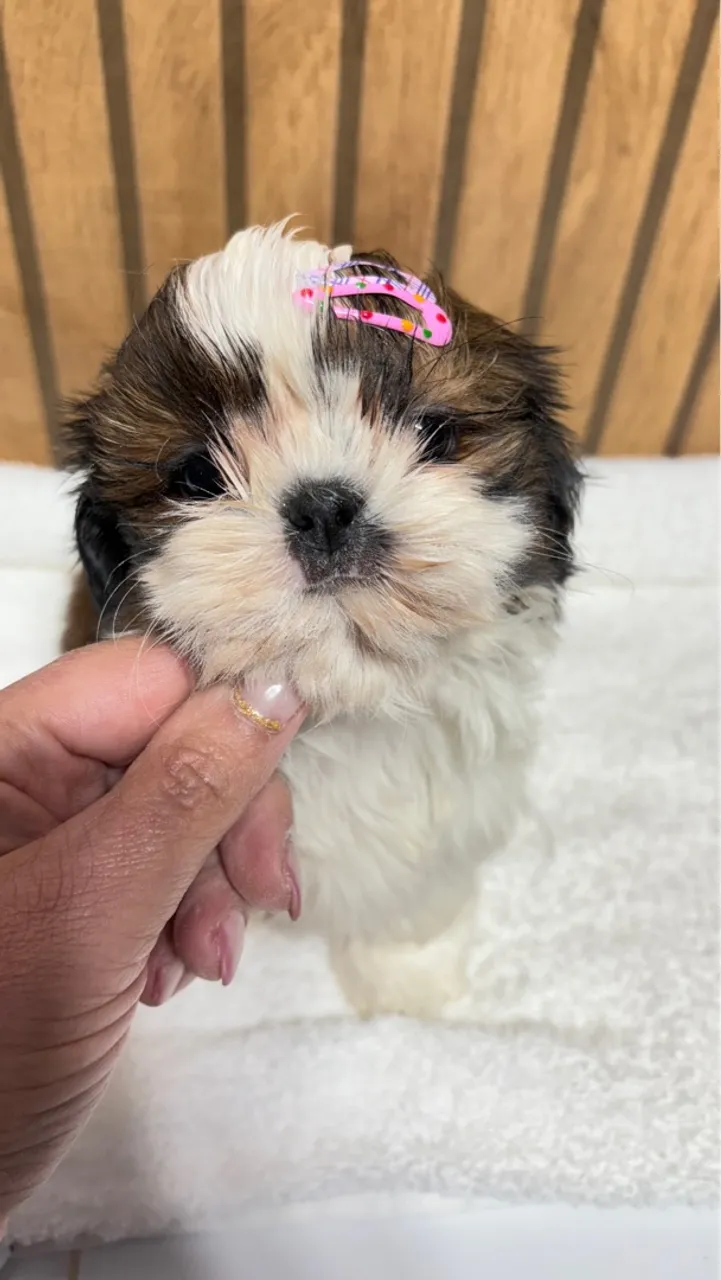 Shih tzu fêmea Bibelozinha 55 dias