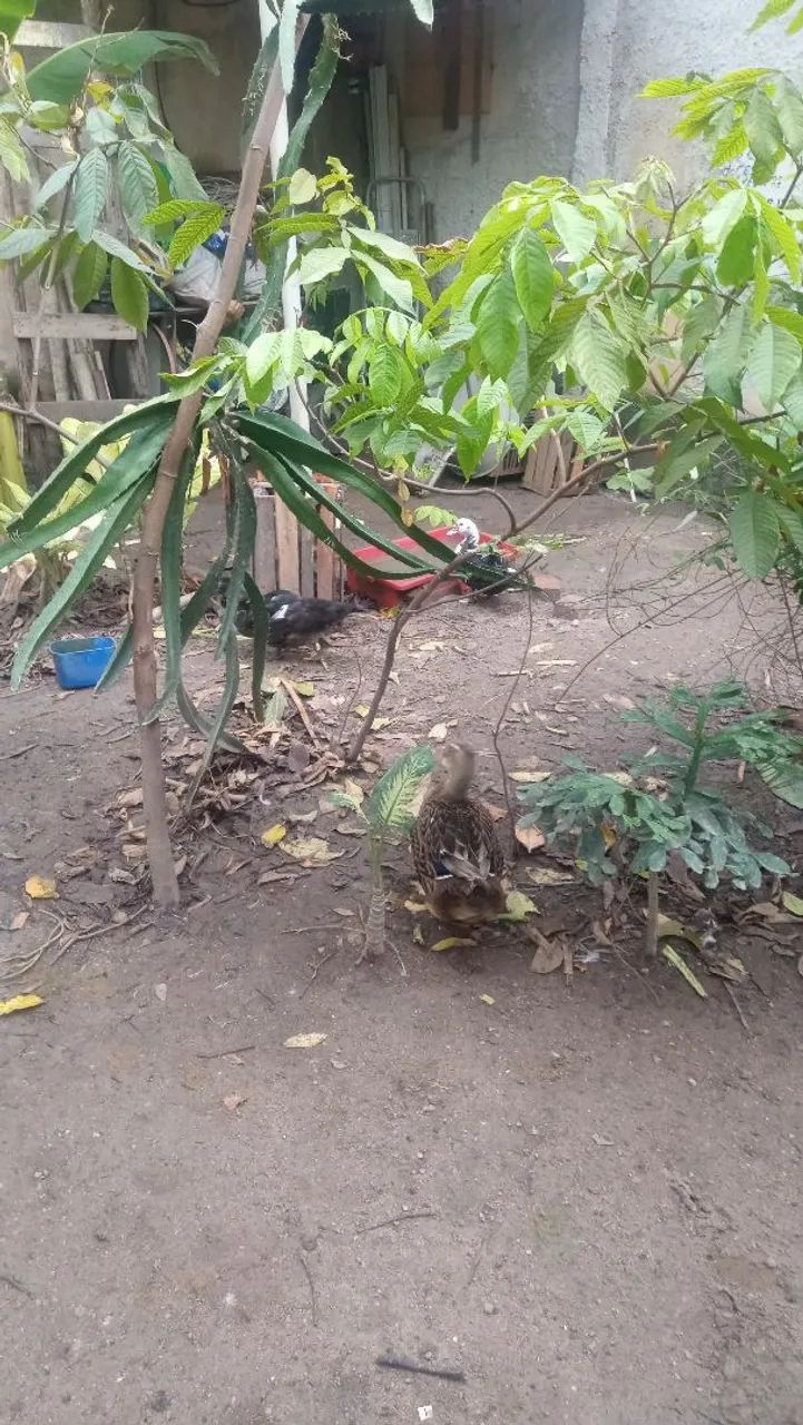 Ovos de marreca  - Foto 6