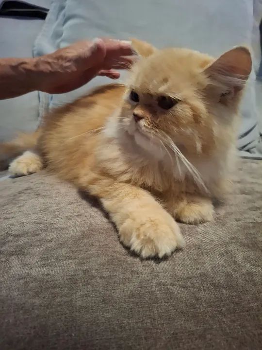 Gato Persa laranja ? - Foto 2
