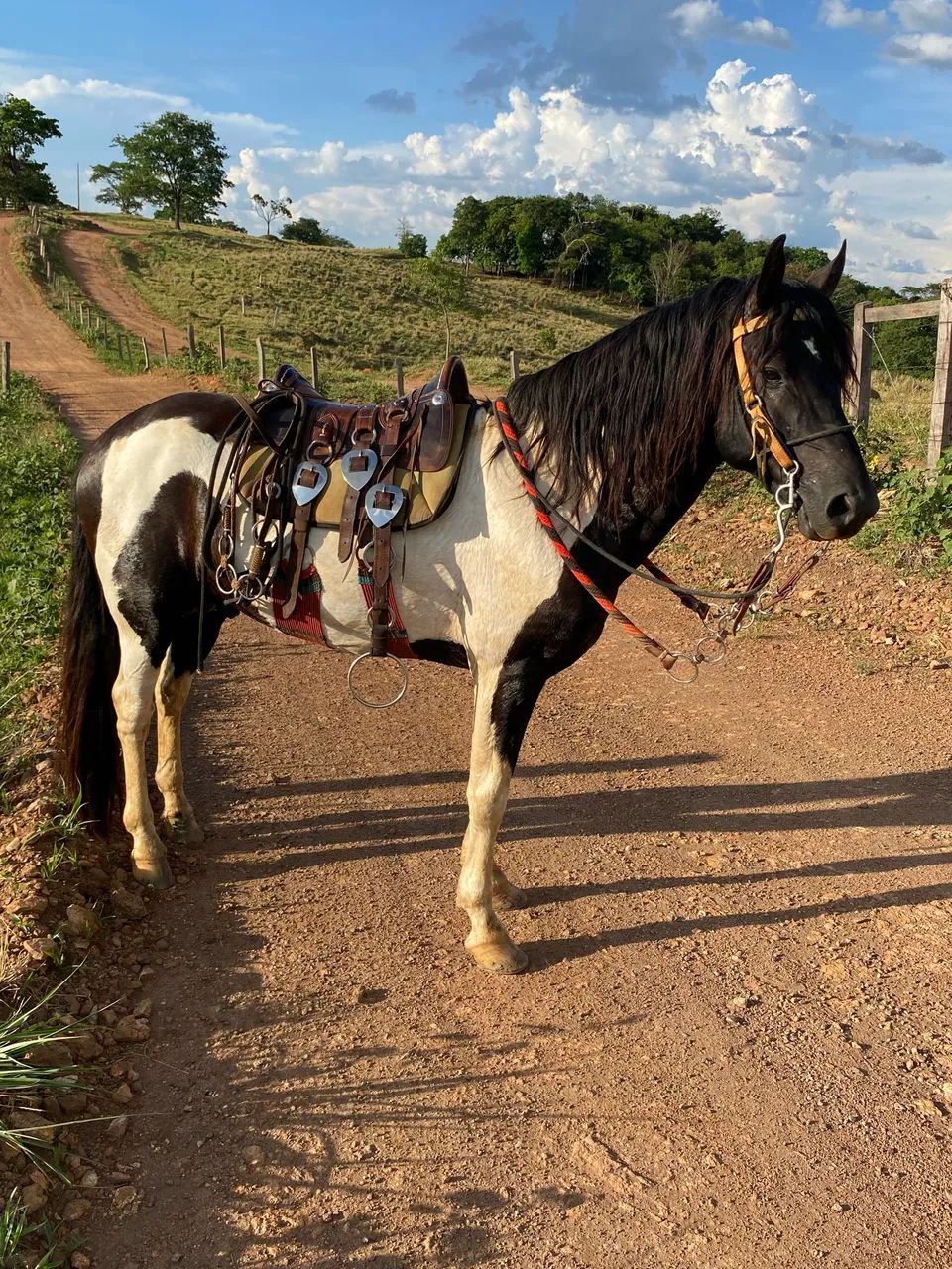 Cavalo manga larga marcha picada  - Foto 2