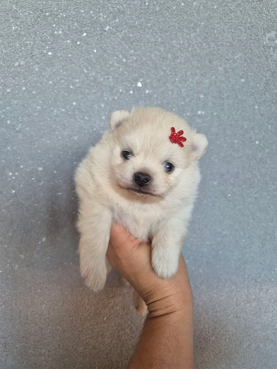 Filhote Spitz Alemão Fofo com Laço