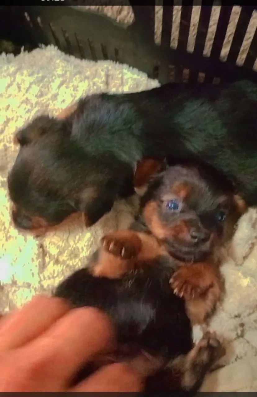 Filhote de Pinscher Miniatura - Foto 4