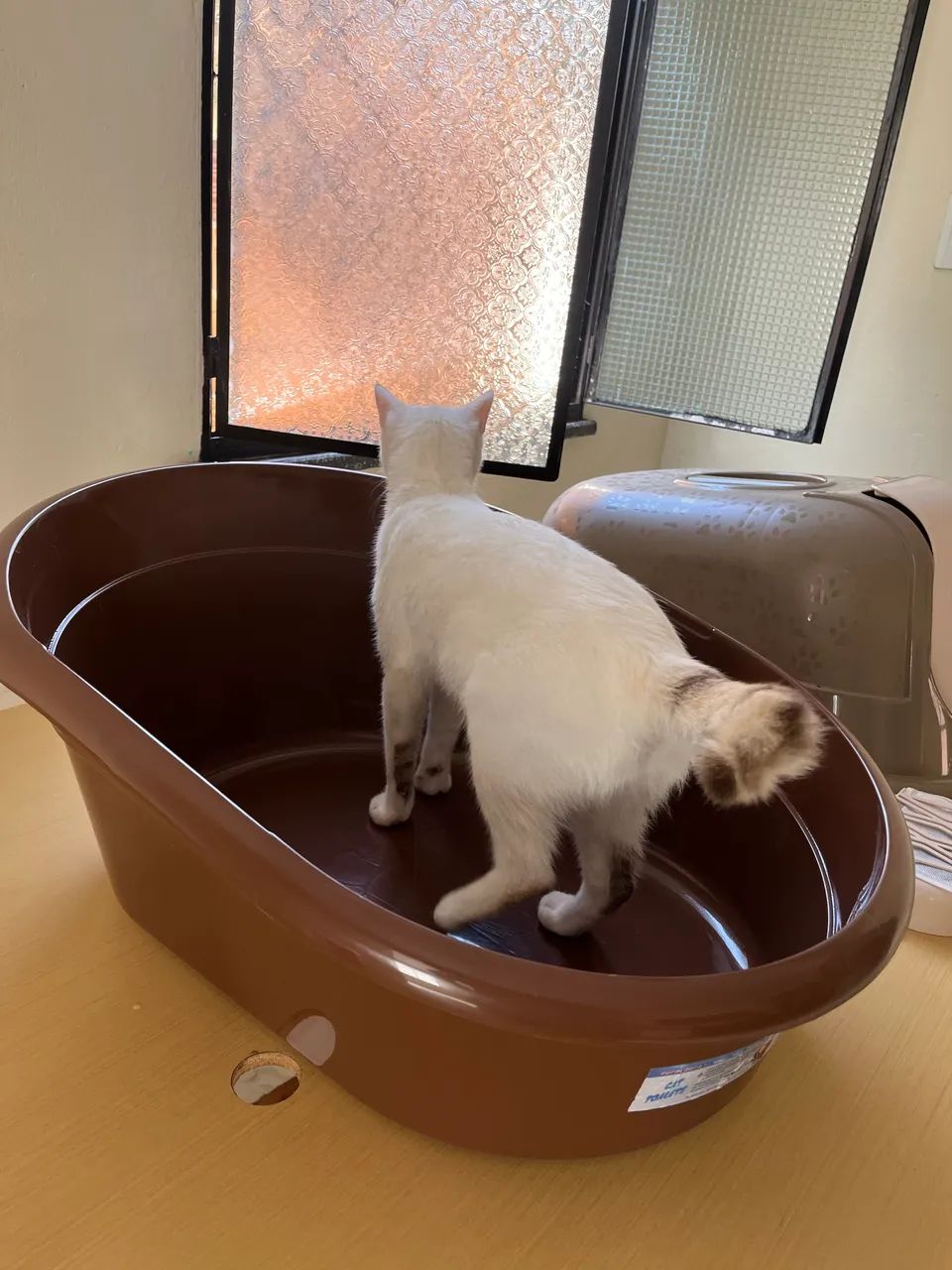 Toalete/banheiro para gatos  - Foto 5