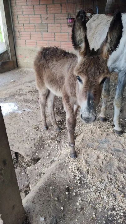 Jumenta com filhote pra venda - Foto 2