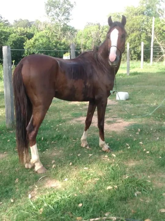 Vendo ou troco cavalo de quatro a cinco anos domado manço  - Foto 3